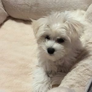 Meet your Posher, Vale